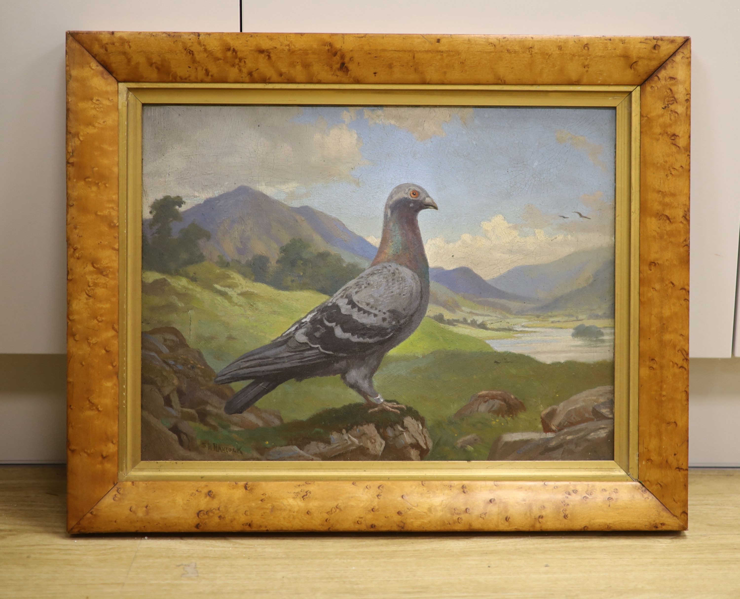 S. H. Hancock, oil on board, Portrait of a racing pigeon in a landscape, signed, 34 x 46cm